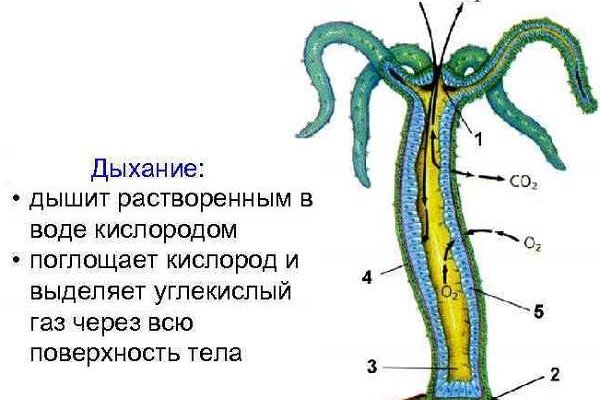 Ссылки для даркнета