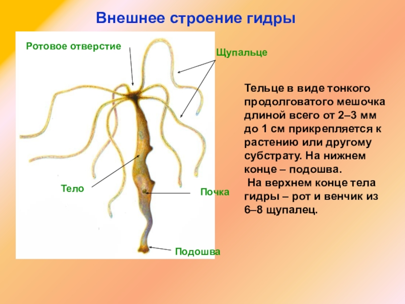 Кракен марке даркнет